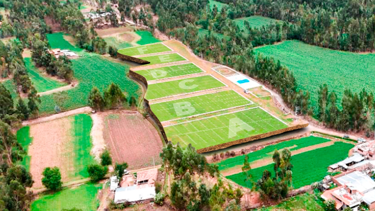 Las Palmeras